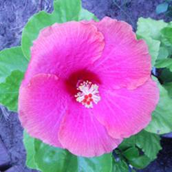 Location: murchison, tx
Date: 2014-07-18 
hibiscus "spring fever"