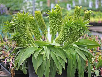 Photo of Pineapple Lily (Eucomis autumnalis) uploaded by Calif_Sue