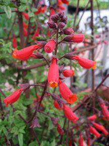 Photo of Chilean Glory Flower (Eccremocarpus scaber 'Cherry Red') uploaded by Calif_Sue