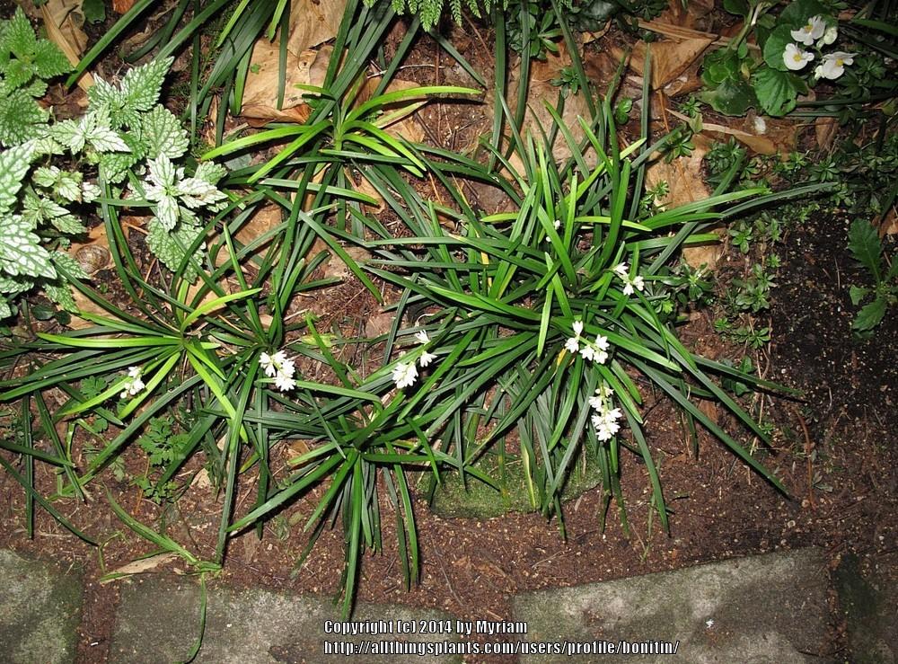 Photo of Mondo Grass (Ophiopogon planiscapus) uploaded by bonitin