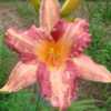 Photo Courtesy of Hillside Daylilies. Used With Permission.