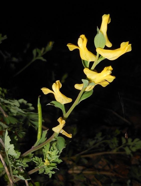 Photo of Smallflower Fumewort (Corydalis micrantha) uploaded by greene
