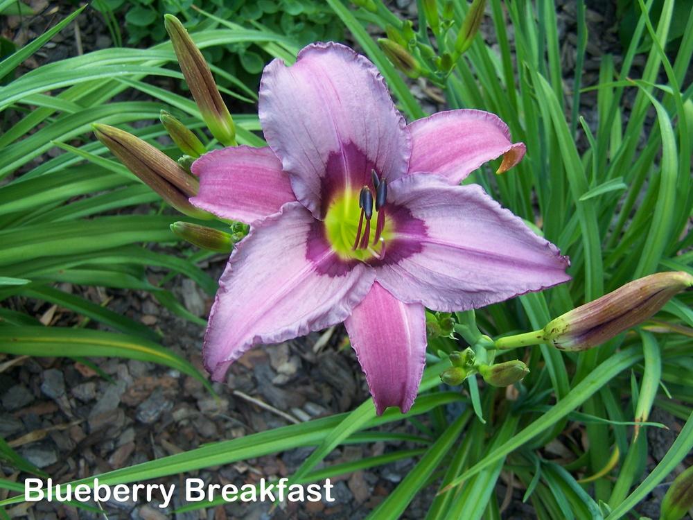 Photo of Daylily (Hemerocallis 'Blueberry Breakfast') uploaded by petruske