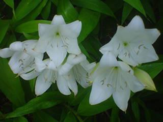 Photo of St. Christopher Lily (Crinum jagus) uploaded by Kabby