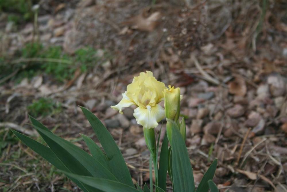 Photo of Standard Dwarf Bearded Iris (Iris 'Coyote Moon') uploaded by KentPfeiffer