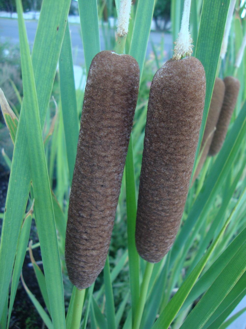 Photo of Cattail (Typha latifolia) uploaded by Paul2032