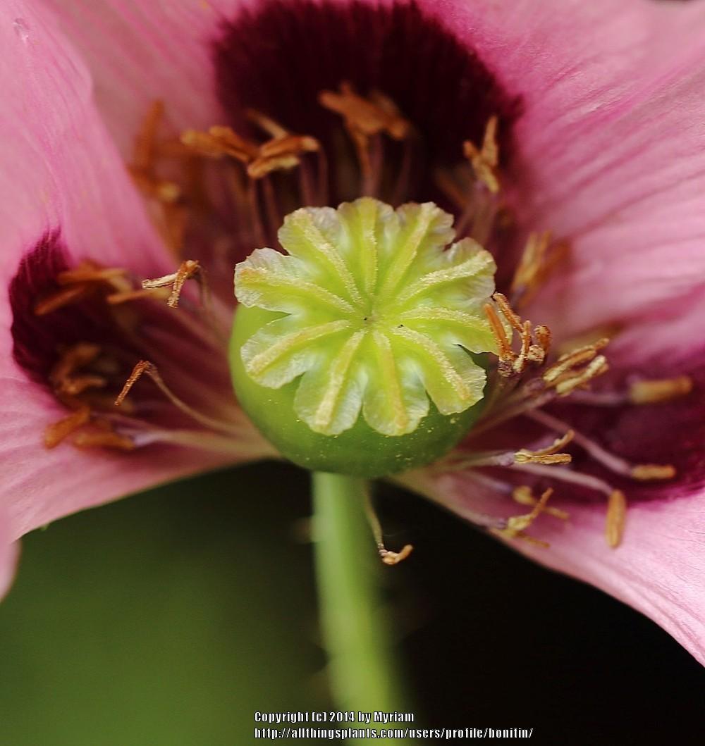 Photo of Opium Poppy (Papaver somniferum) uploaded by bonitin