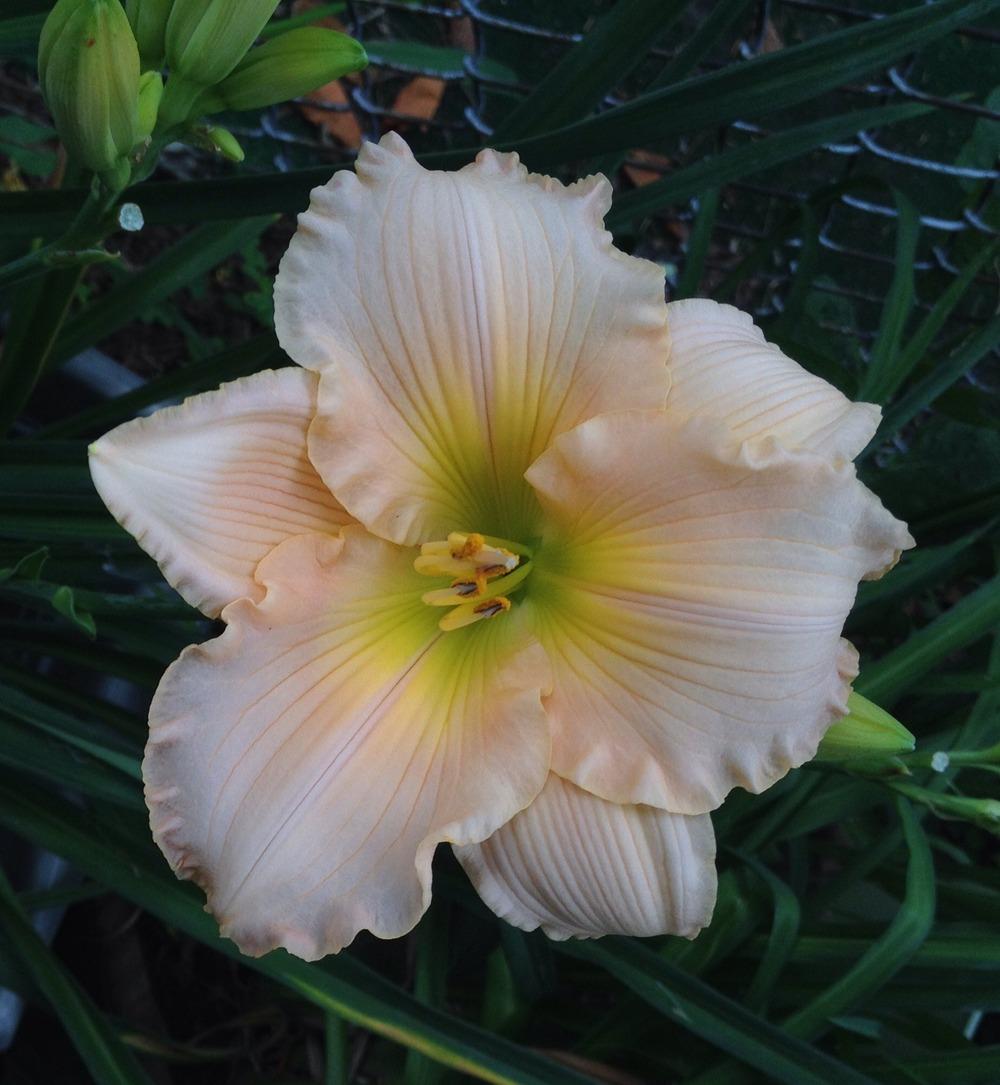 Photo of Daylily (Hemerocallis 'Fairy Tale Pink') uploaded by bxncbx