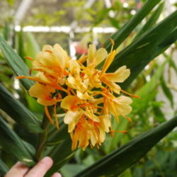 Location: my garden, Sarasota FL
Date: 2014-07-20
Wonderful fragrant orange sherbet colored flowers, beautiful spla