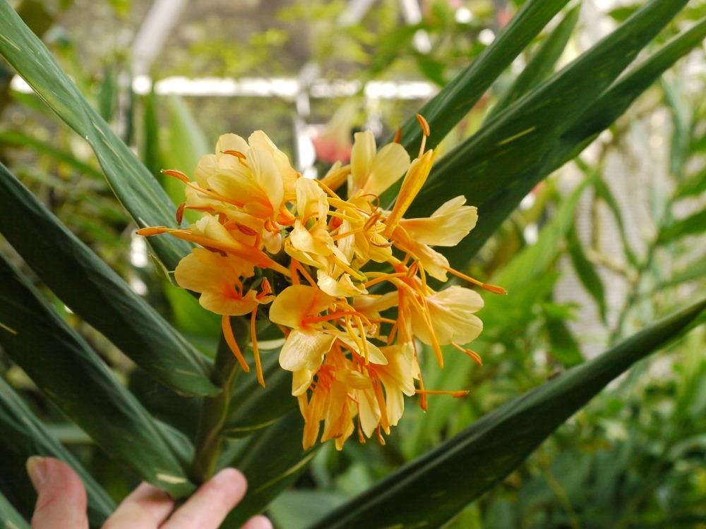 Photo of Ginger Lily (Hedychium 'Dr. Moy') uploaded by dyzzypyxxy