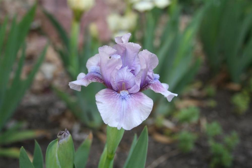 Photo of Standard Dwarf Bearded Iris (Iris 'Lab') uploaded by KentPfeiffer