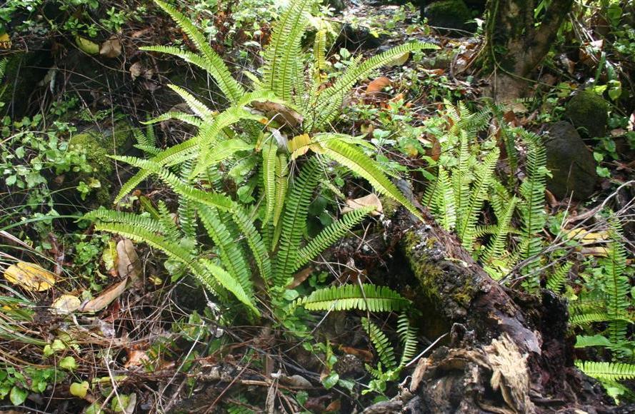 Photo of Southern Sword Fern (Nephrolepis cordifolia) uploaded by KentPfeiffer
