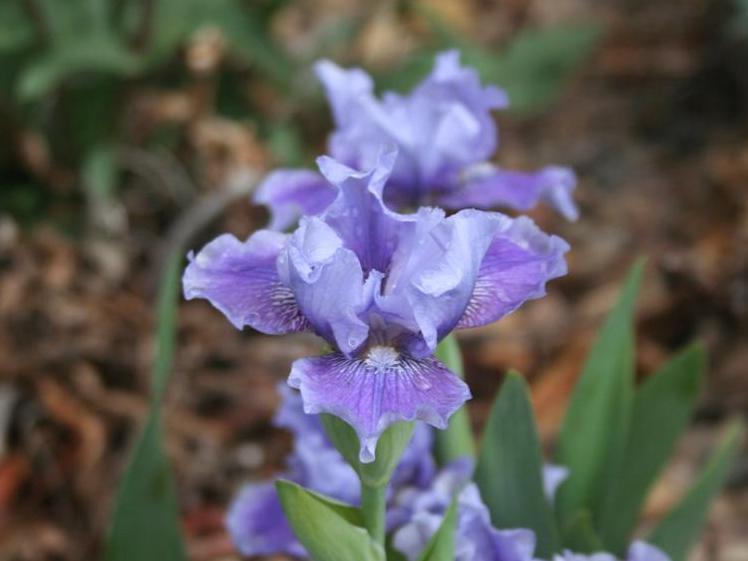 Photo of Species X Iris (Iris 'Date with Destiny') uploaded by KentPfeiffer