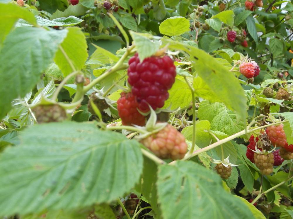 Photo of Raspberry (Rubus idaeus) uploaded by Linneaj