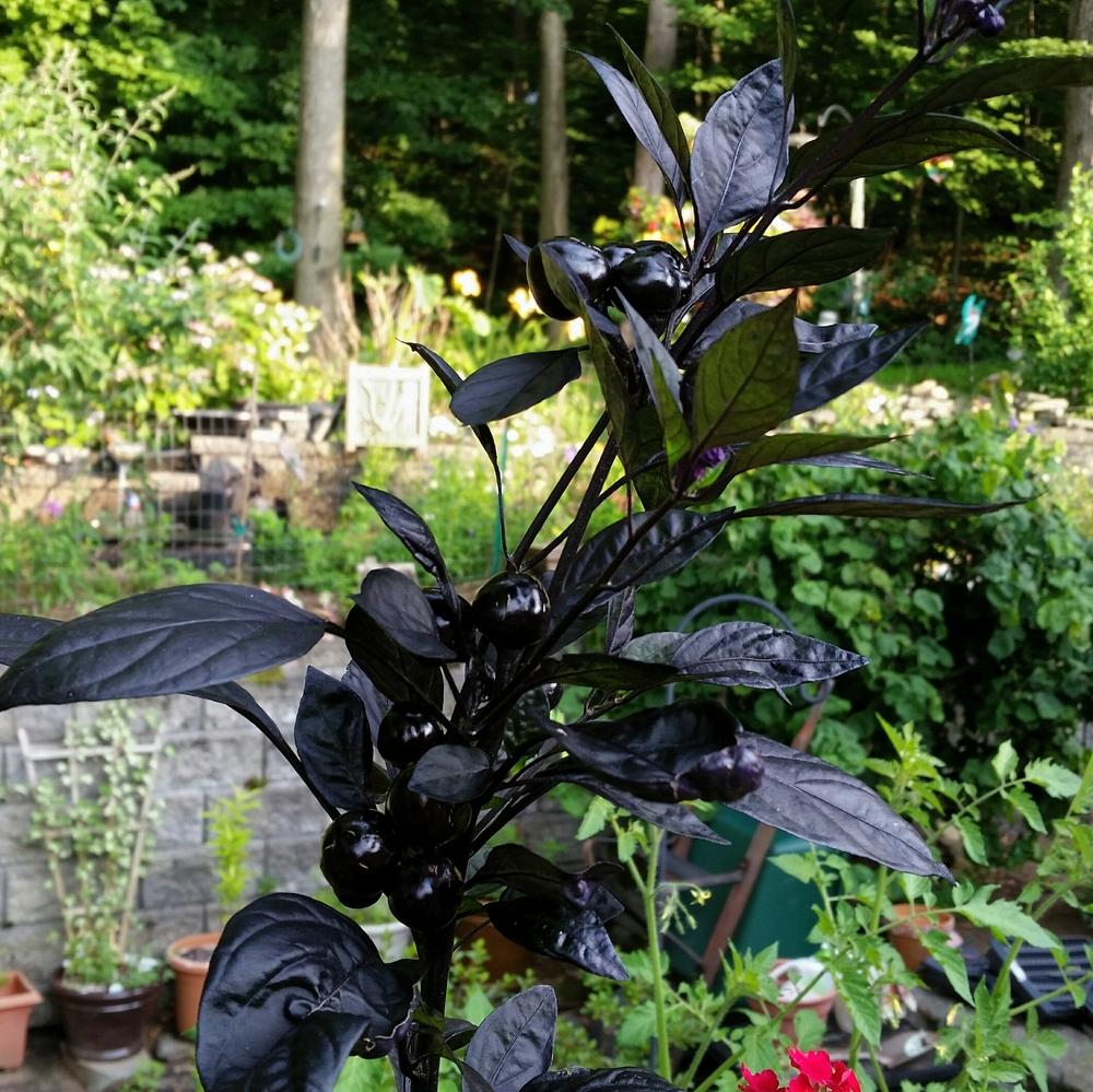 Photo of Ornamental Pepper (Capsicum annuum 'Black Pearl') uploaded by Onewish1