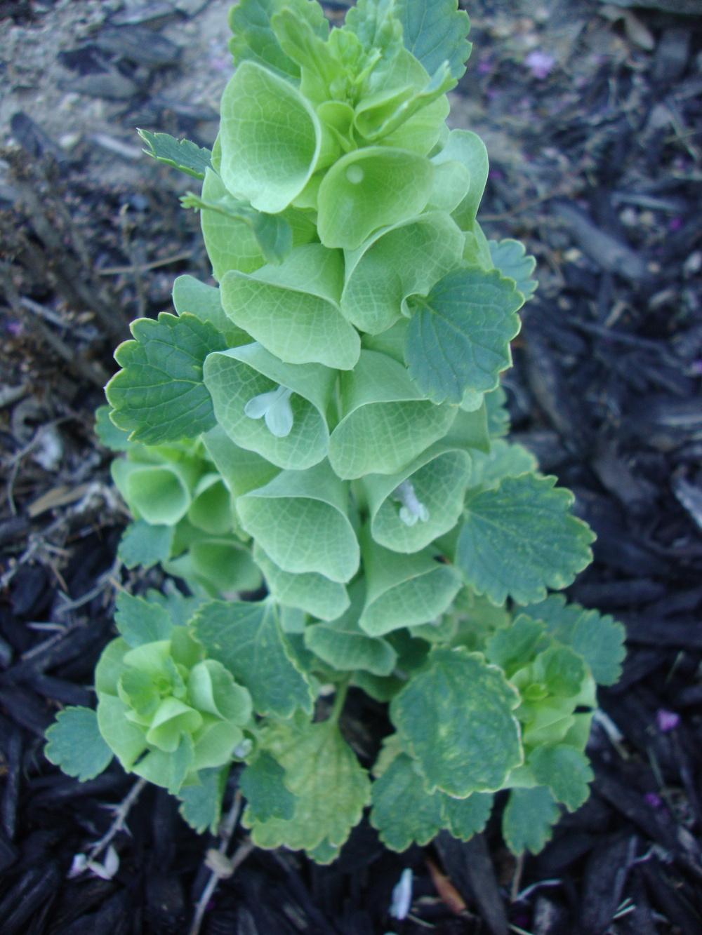 Photo of Bells of Ireland (Moluccella laevis) uploaded by Paul2032