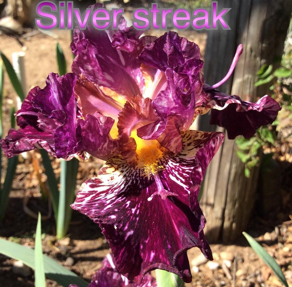 Photo of Tall Bearded Iris (Iris 'Silver Streak') uploaded by kidfishing