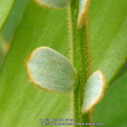 Location: At our garden - San Joaquin County, CA
Date: 2014-07-22
Young leaf with felt-like texture of the Zamia furfuracea