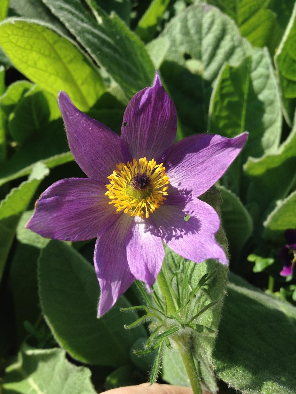 Photo of Pasque Flower (Pulsatilla vulgaris) uploaded by Cantillon
