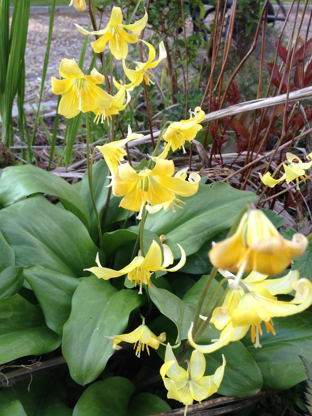 Photo of Trout Lily (Erythronium 'Pagoda') uploaded by Cantillon