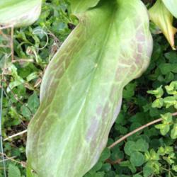 Location: The garden at Sanabria
Date: 2014-04-21
Suitable for planting with epimedium, same leaf colours.