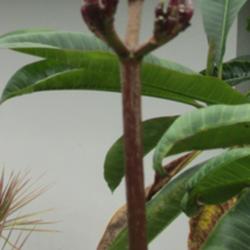 Location: Southwest Florida
Date: July 2014
This has an exceptionally long stalk on the inflorescence.