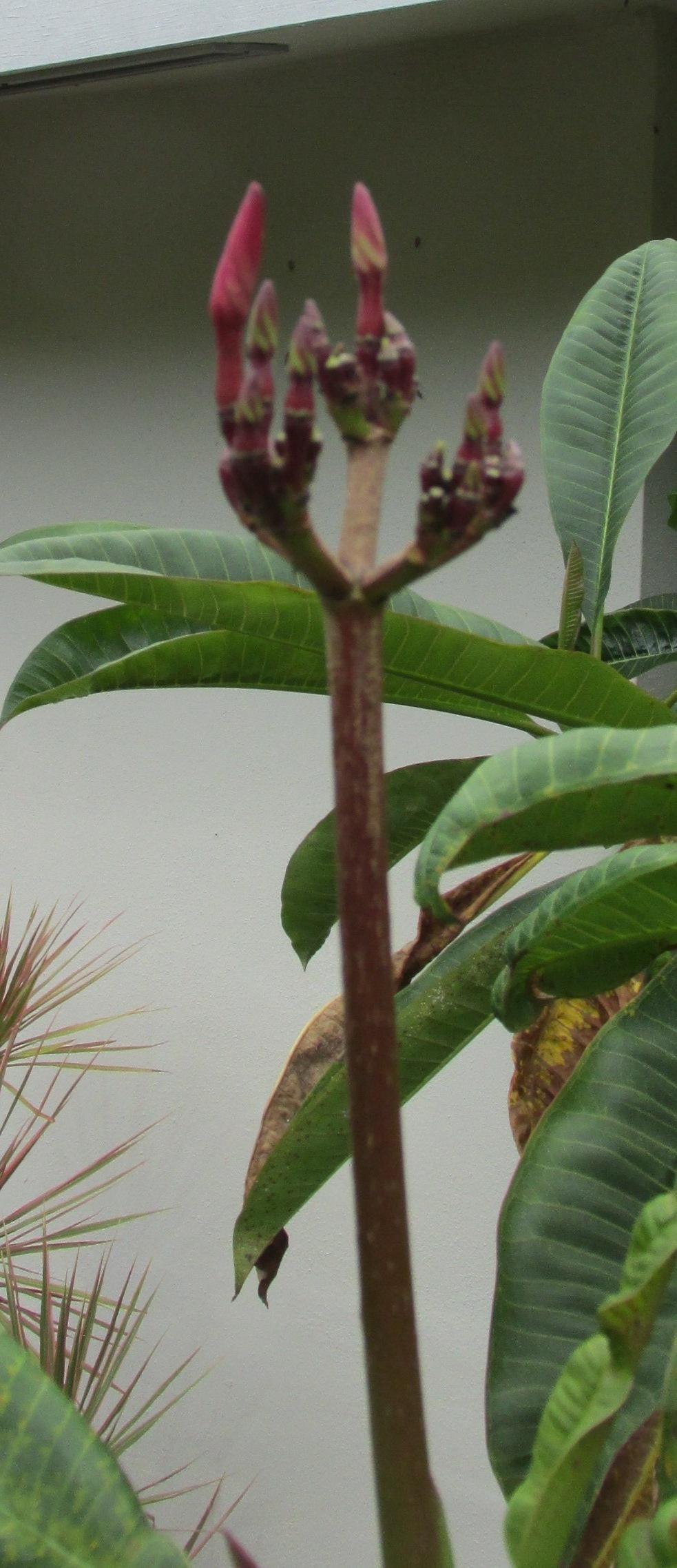 Photo of Plumeria (Plumeria rubra 'Puu Kahea') uploaded by Dutchlady1