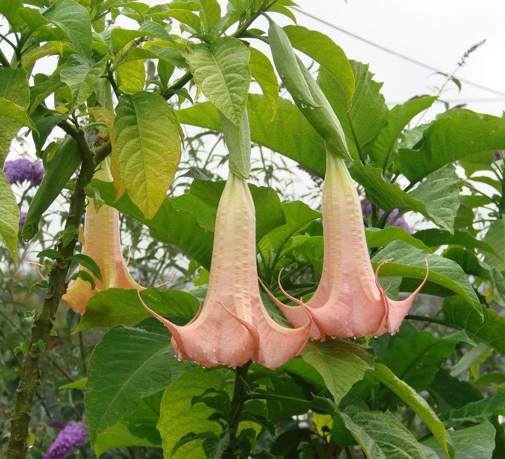 Photo of Angel Trumpet (Brugmansia 'Painted Lady') uploaded by Joy