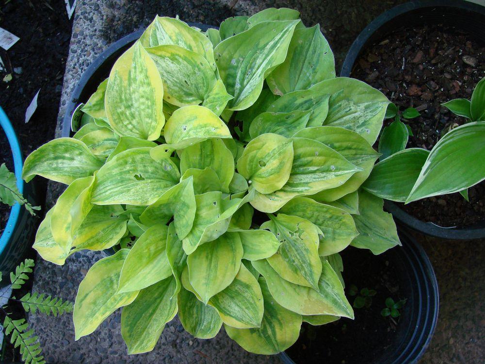 Photo of Hosta 'Silver Threads and Golden Needles' uploaded by Joy