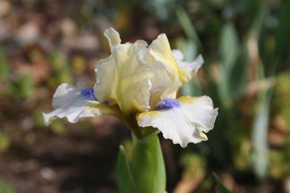 Photo of Standard Dwarf Bearded Iris (Iris 'Lemon Twist') uploaded by KentPfeiffer