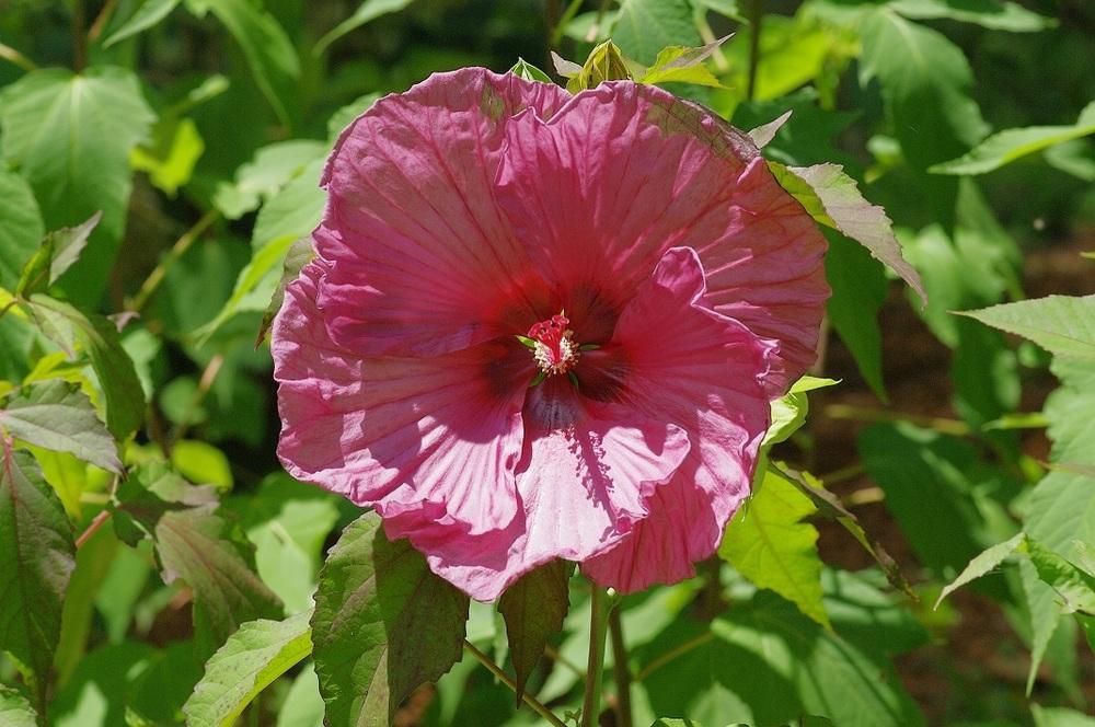 Photo of Hybrid Hardy Hibiscus (Hibiscus 'Plum Crazy') uploaded by Rose1656