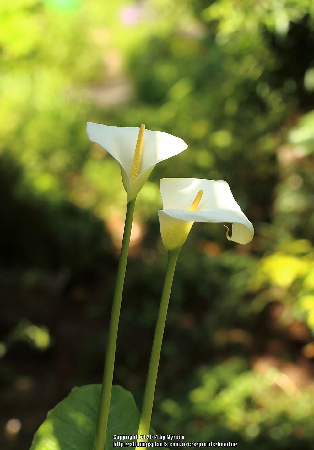 Photo of Calla Lily (Zantedeschia aethiopica) uploaded by bonitin