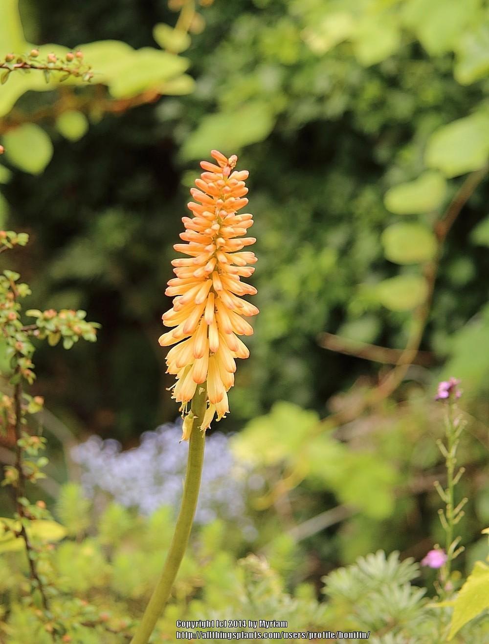 Photo of Torch Lilies (Kniphofia) uploaded by bonitin