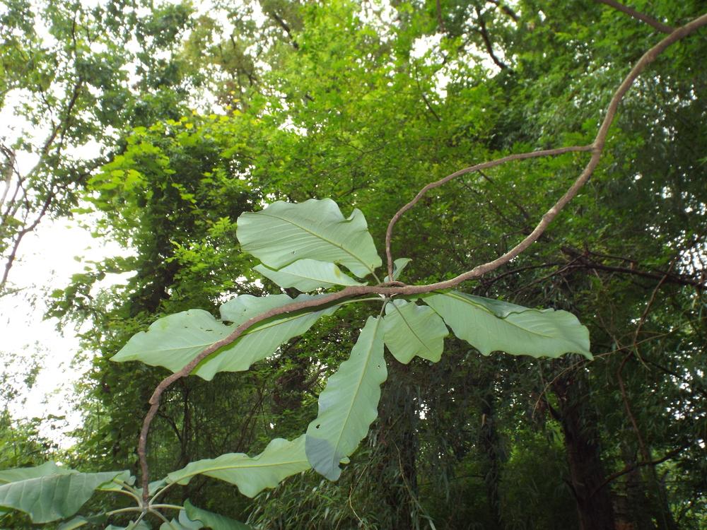 Photo of Cucumber Tree (Magnolia acuminata) uploaded by poisondartfrog