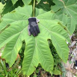 Location: The garden at Sanabria
Date: 2014-07-06
That is a large Mechanix glove on a single leaf. Specimen plant t
