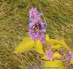 Thumb of 2014-07-24/Catmint20906/1a1a99