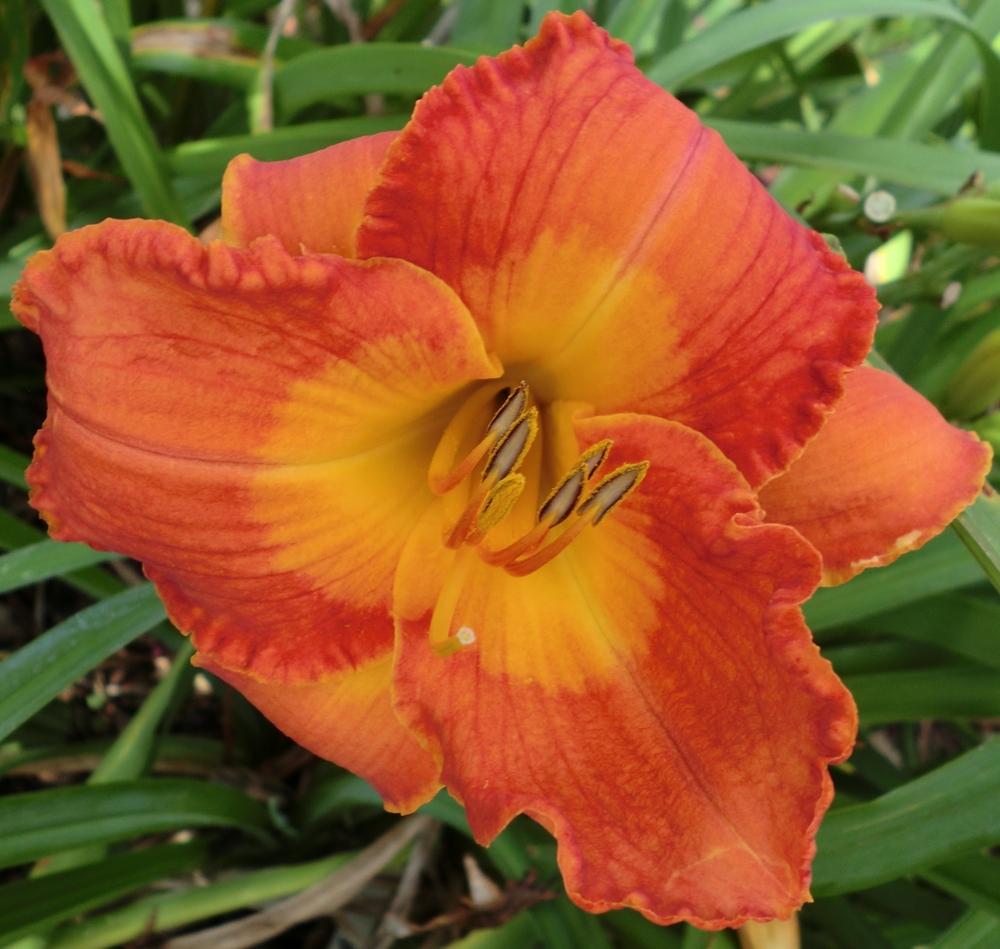 Photo of Daylily (Hemerocallis 'Tahlequah Flame') uploaded by Ditchlily