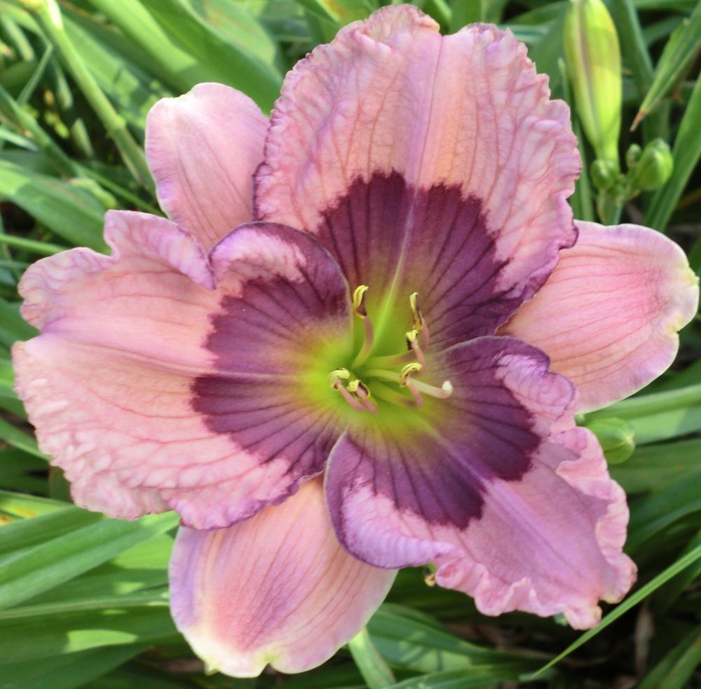 Photo of Daylily (Hemerocallis 'Westbourne Revivals') uploaded by Ditchlily