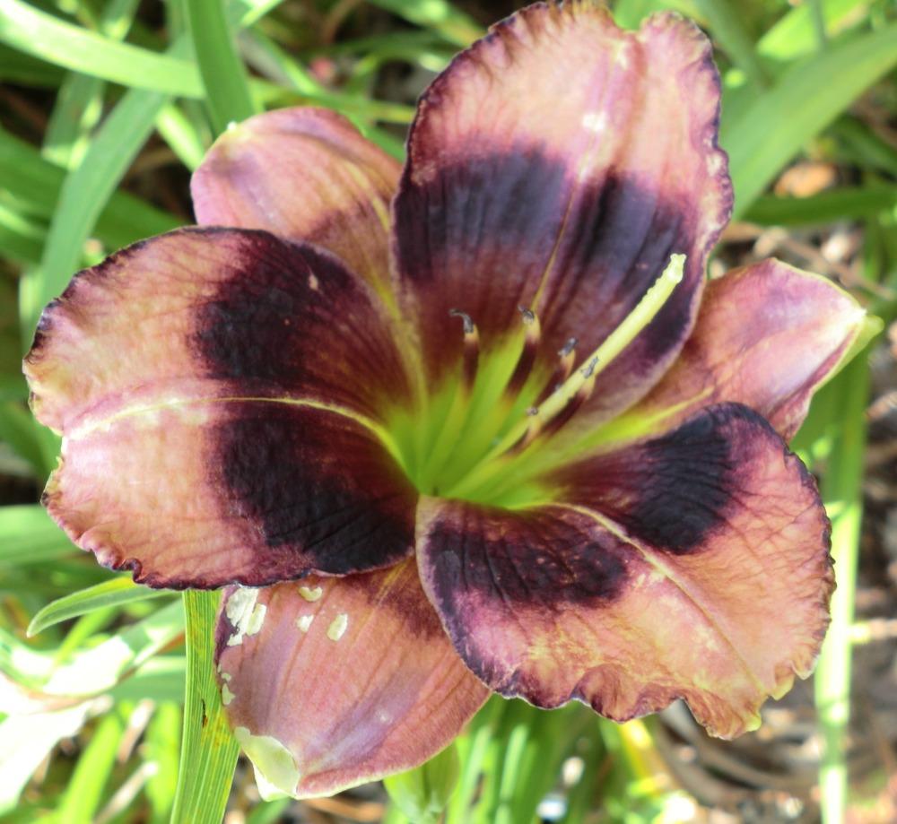 Photo of Daylily (Hemerocallis 'Westbourne Hand Me Downs') uploaded by Ditchlily
