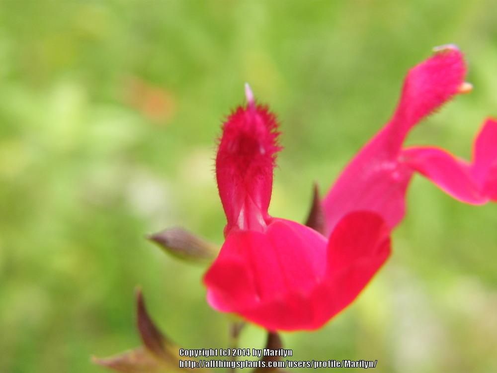 Photo of Salvia (Salvia microphylla 'Elk Velvet') uploaded by Marilyn
