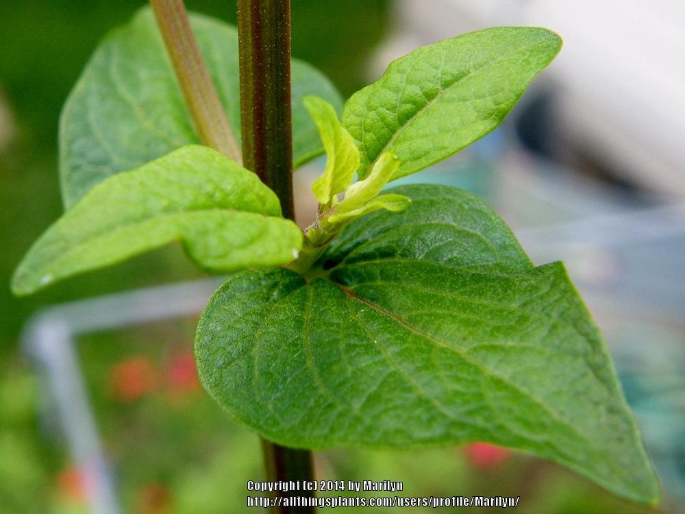 Photo of Hybrid Rose Leaf Sage (Salvia 'Mulberry Jam') uploaded by Marilyn