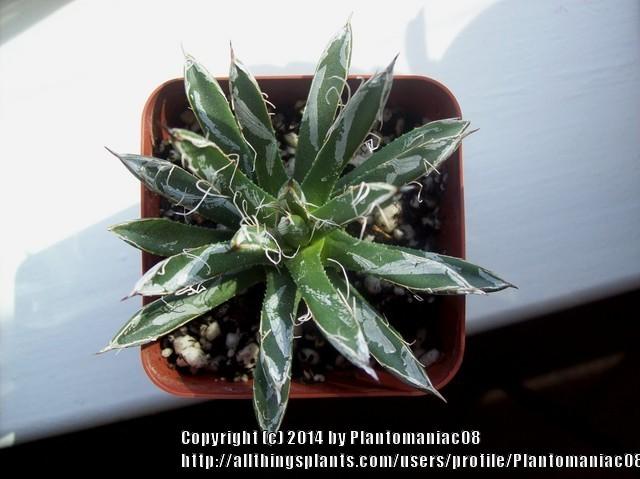 Photo of Small-Flower Agave (Agave parviflora) uploaded by Plantomaniac08