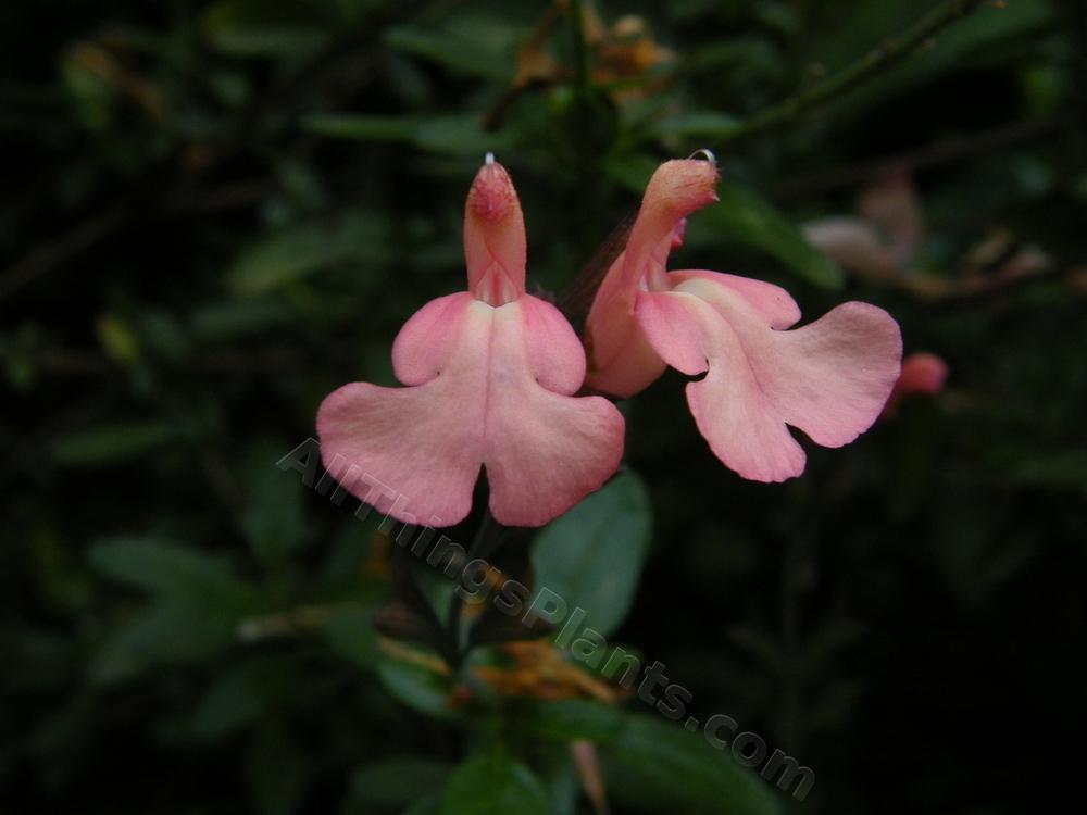 Photo of Salvia (Salvia x jamensis 'Marshwood Peach') uploaded by bootandall