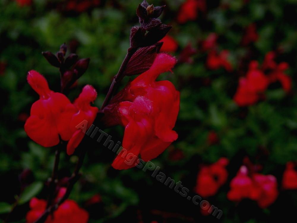 Photo of Autumn Sage (Salvia 'Cherry Queen') uploaded by bootandall