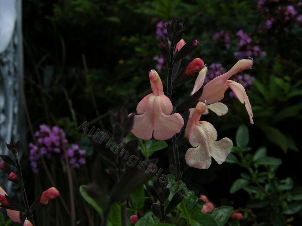 Photo of Salvia (Salvia x jamensis 'Marshwood Peach') uploaded by bootandall