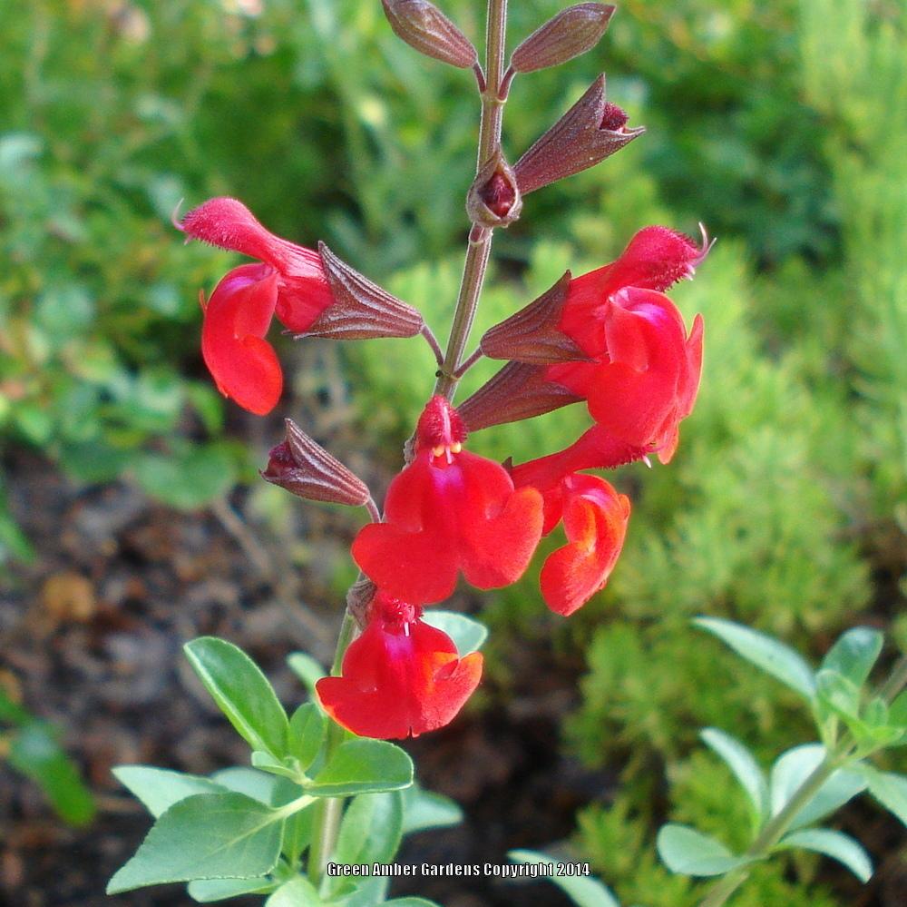 Photo of Autumn Sage (Salvia greggii) uploaded by lovemyhouse