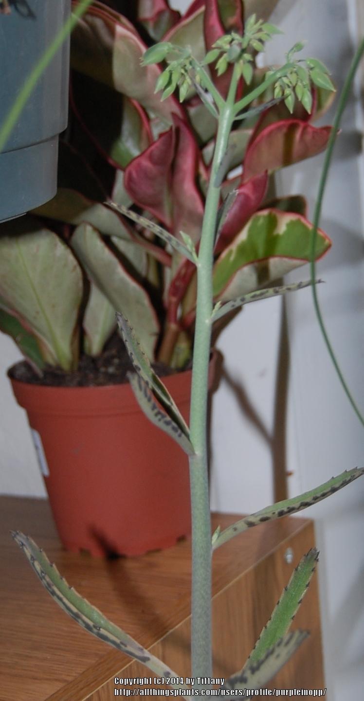Photo of Mother of Thousands (Kalanchoe 'Houghtonii') uploaded by purpleinopp