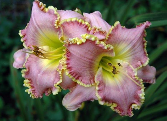 Photo of Daylily (Hemerocallis 'Best for Last') uploaded by shive1