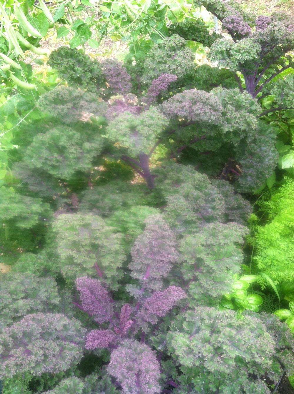 Photo of Kale (Brassica oleracea var. viridis 'Redbor') uploaded by Anderwood