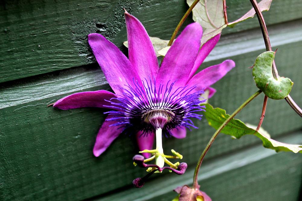 Photo of Passion Flower (Passiflora) uploaded by NEILMUIR1